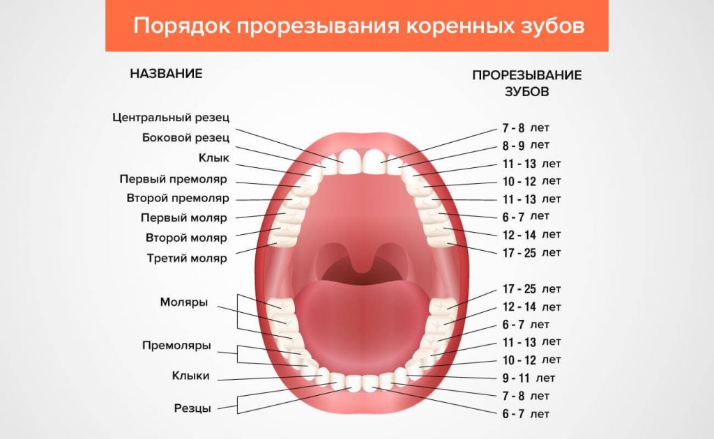 молочные зубы у детей схема выпадения