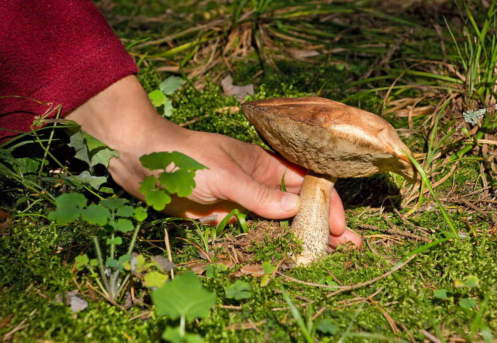 какие грибы опасны для человека