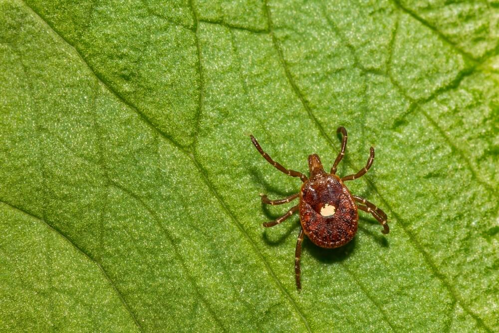 How to Remove a Tick and What Does a Tick Bite Look Like? Symptoms and ...