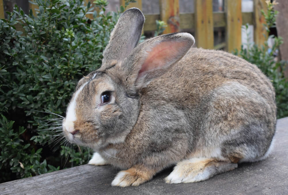 Flemish giant rabbit. Kateryna_Moroz/Shutterstock.com