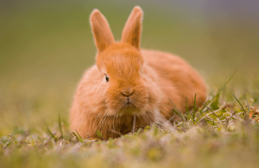 how to draw a realistic rabbit