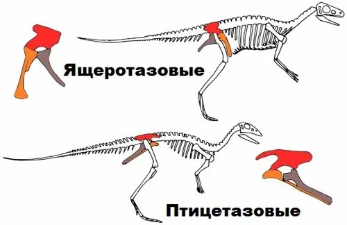 виды динозавров и их названия