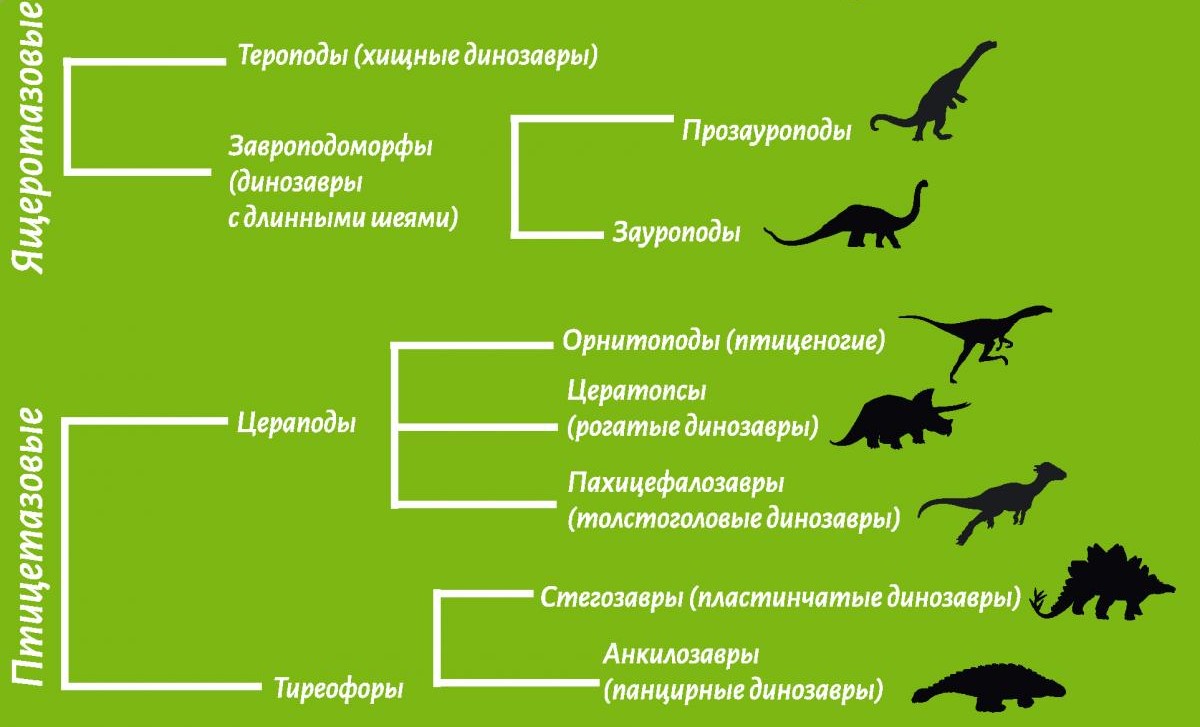 Отряды динозавров схема