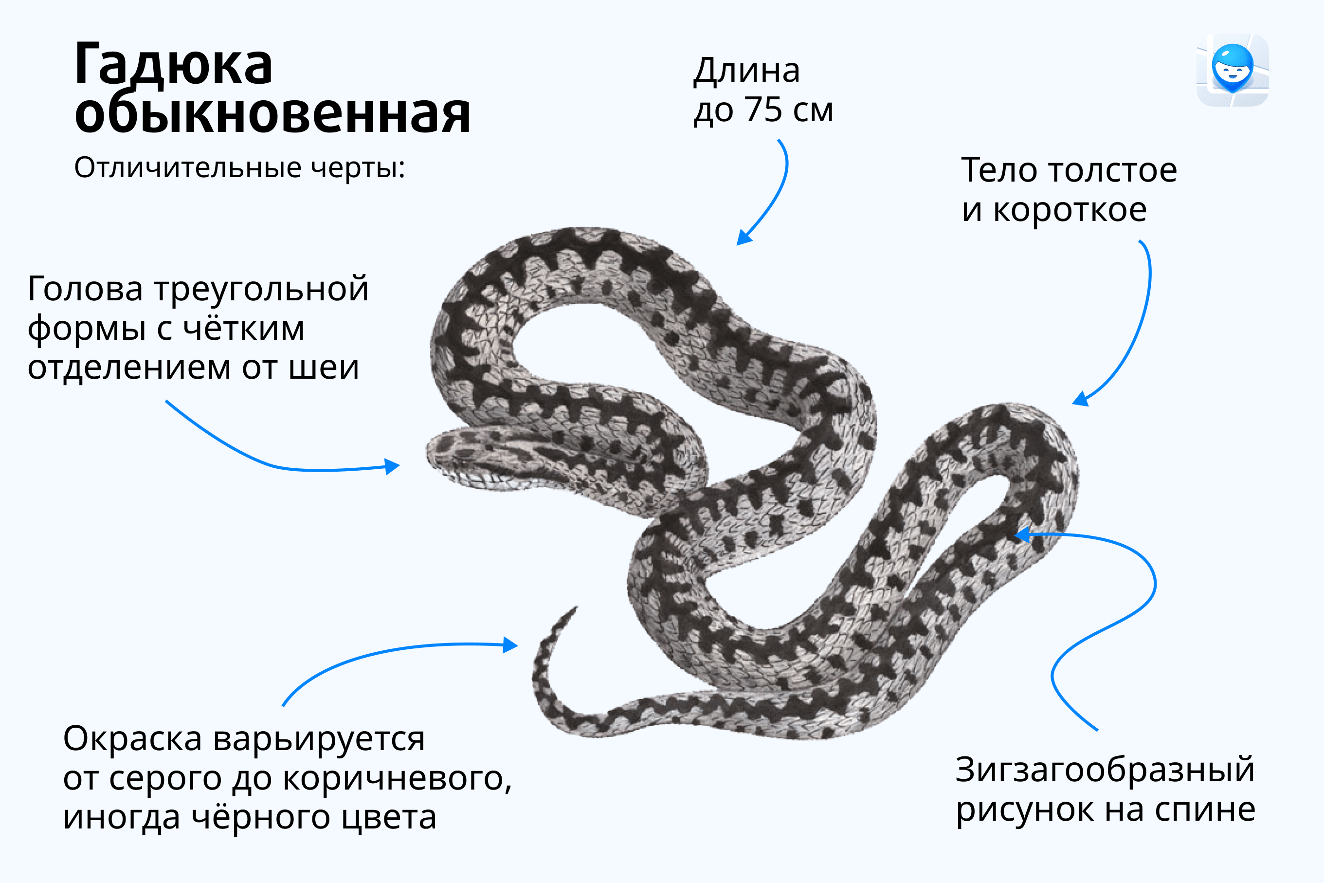 ядовитых змей первая помощь