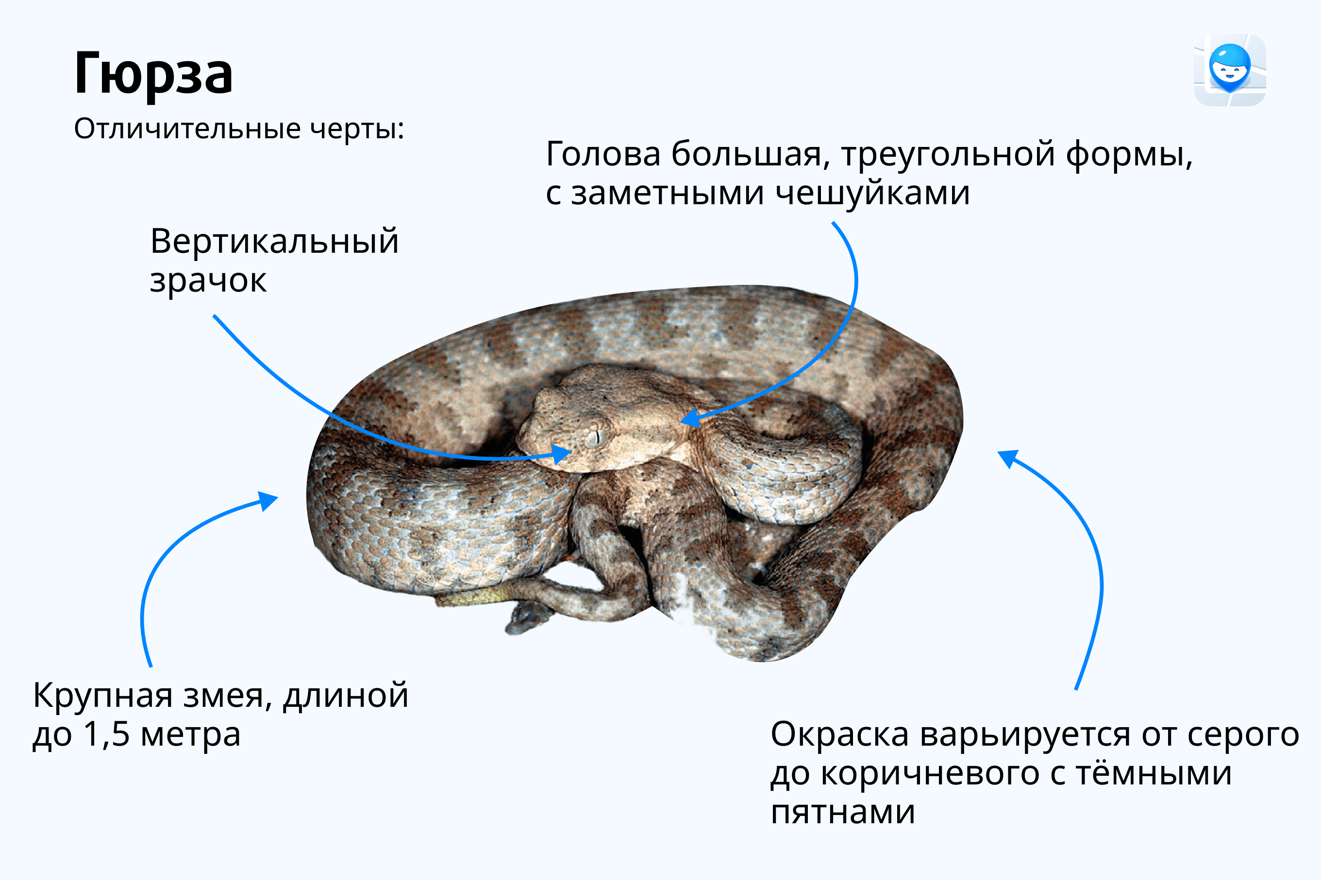 опасные змеи в россии