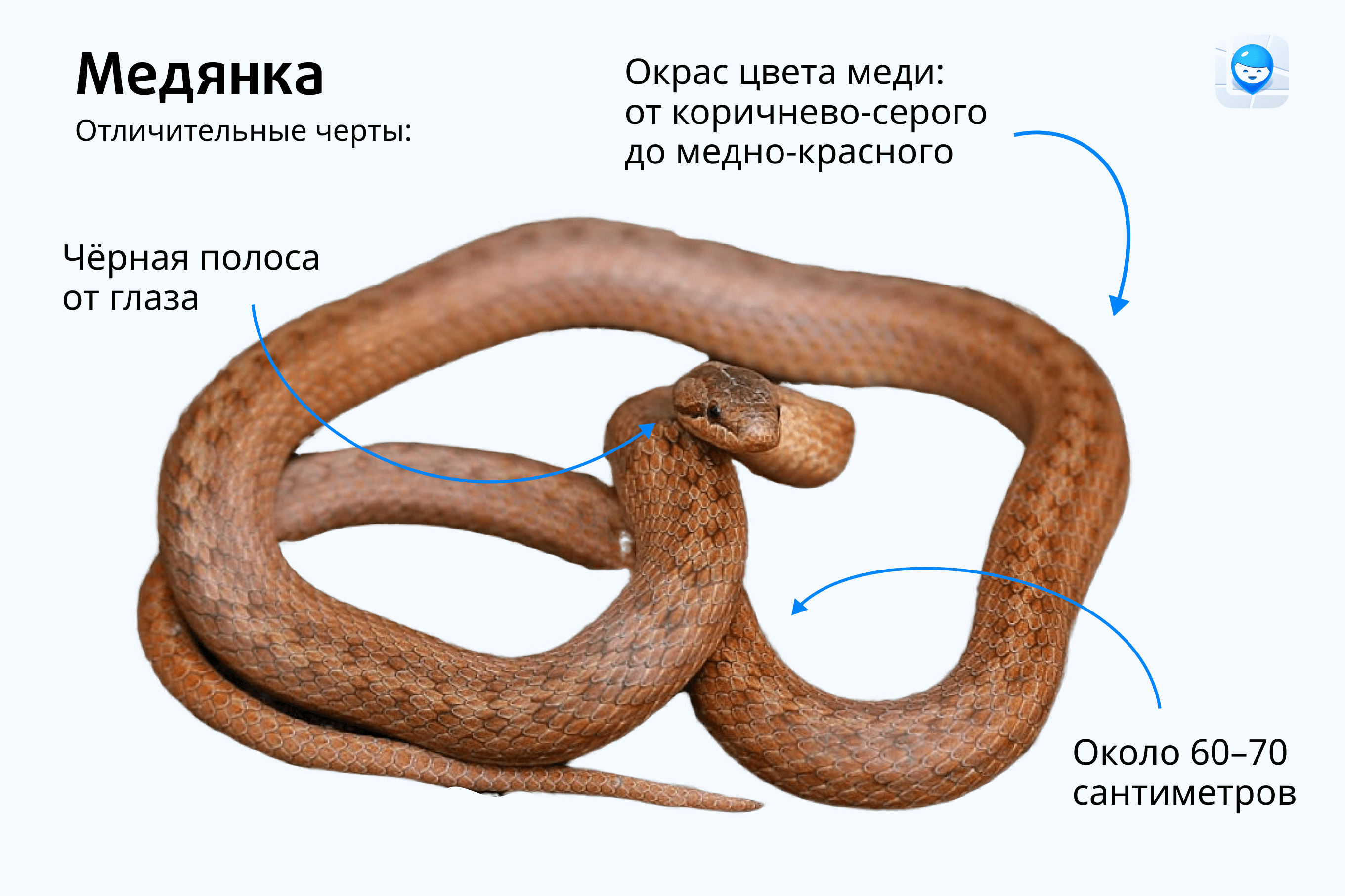 что делать если укусила гадюка