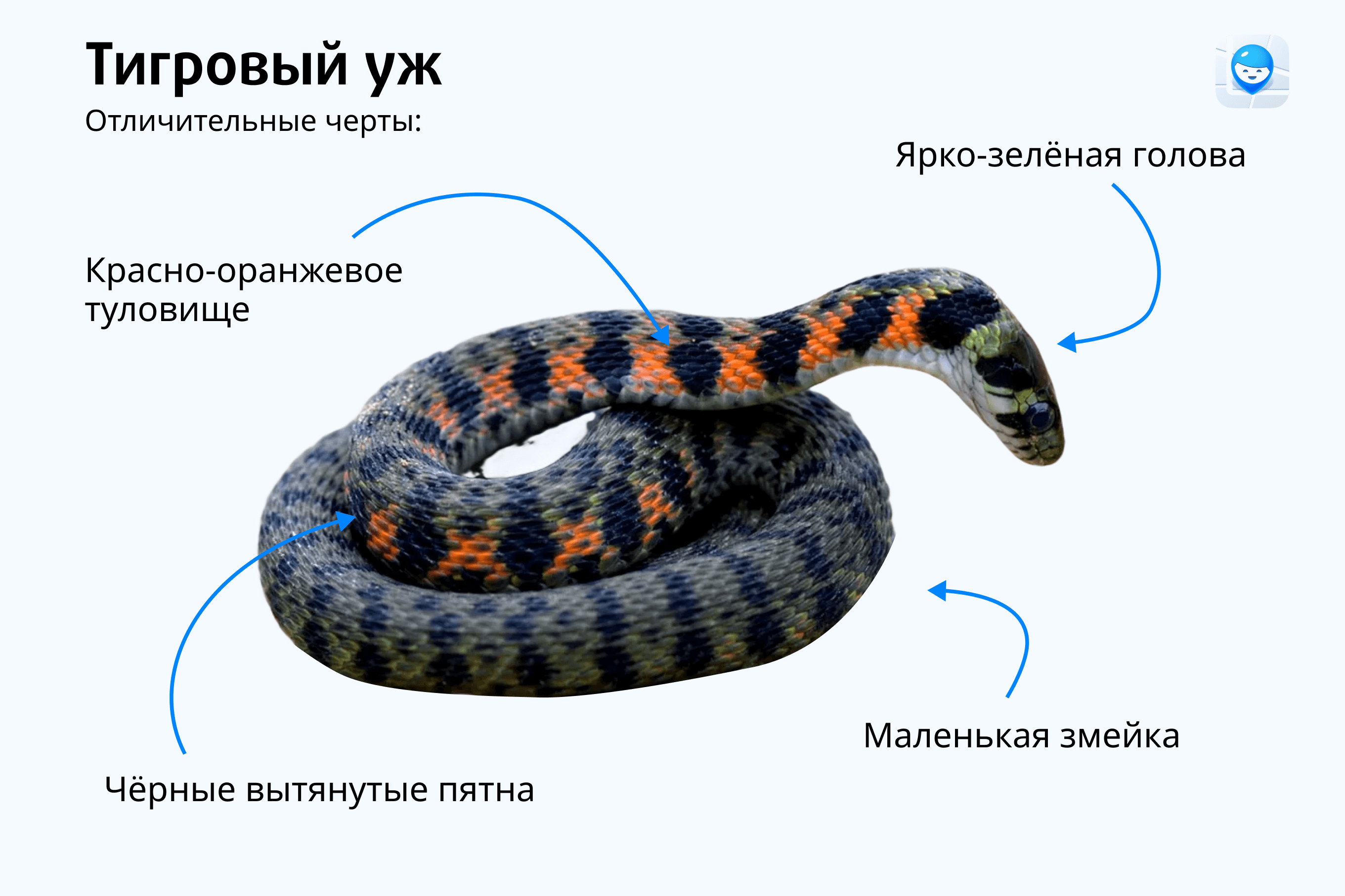 помощь при укусах ядовитых змей 