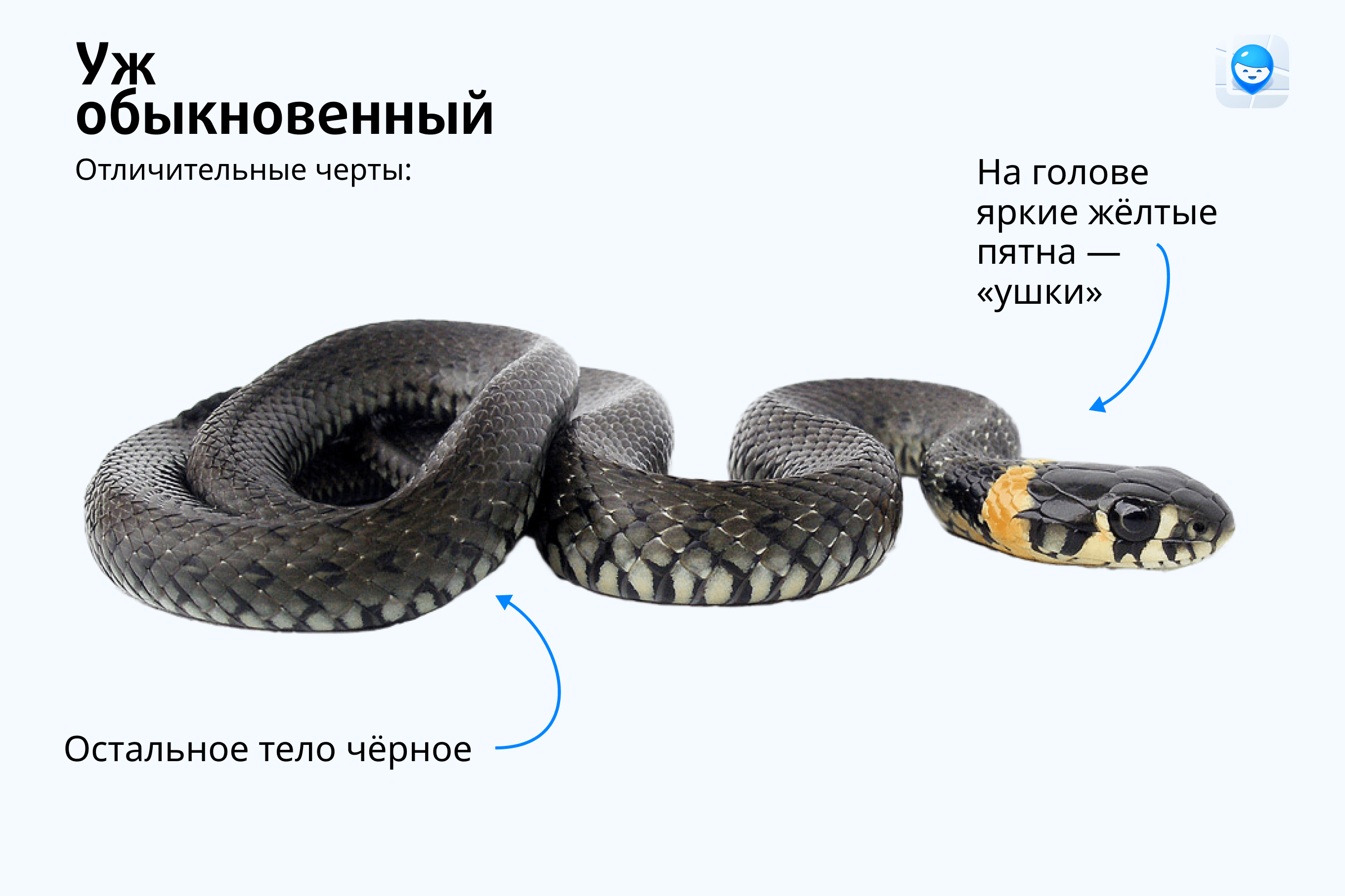 ядовитые змеи