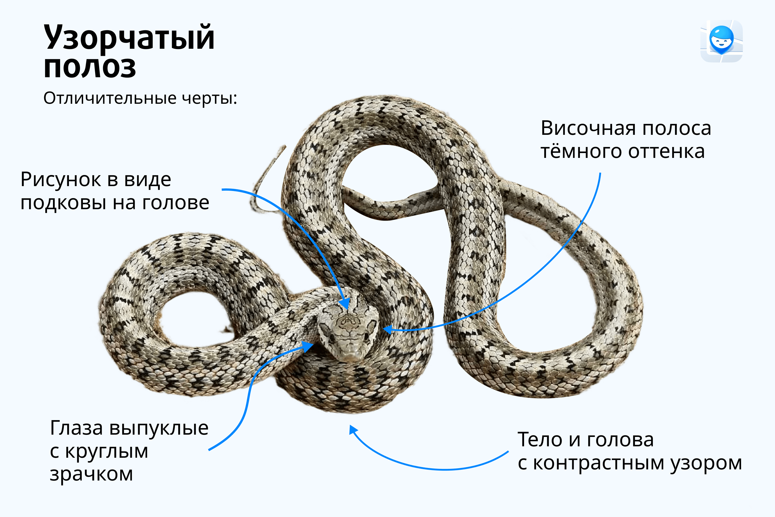 укус гадюки последствия