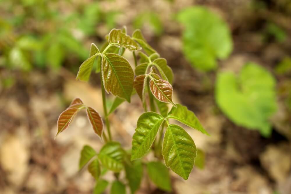 pictures of poison ivy