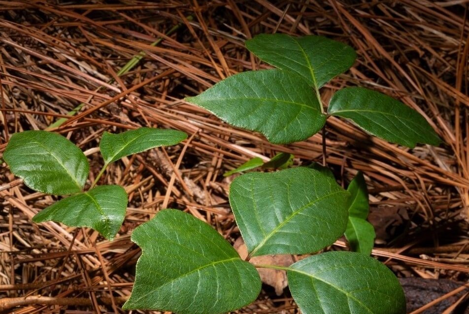 poison sumac rash stages