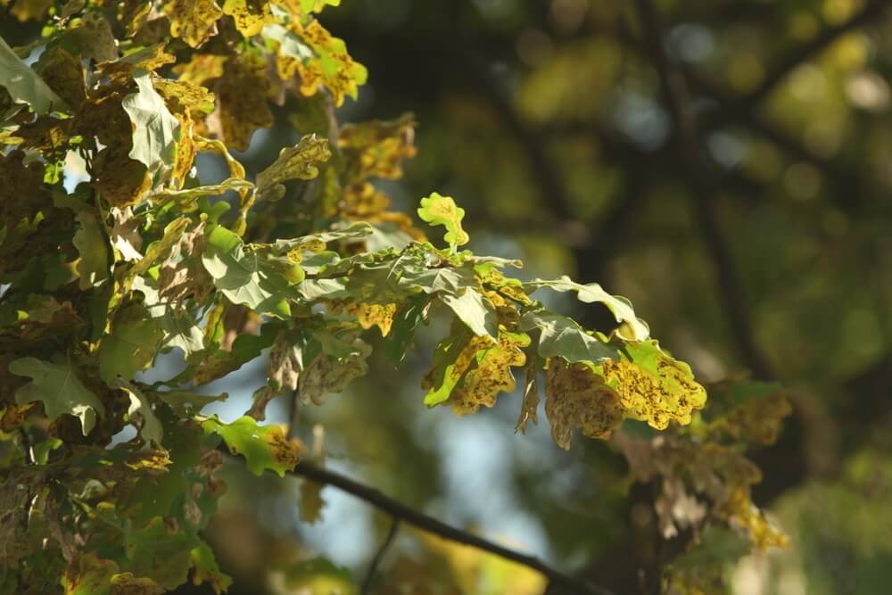 poison ivy rash pictures