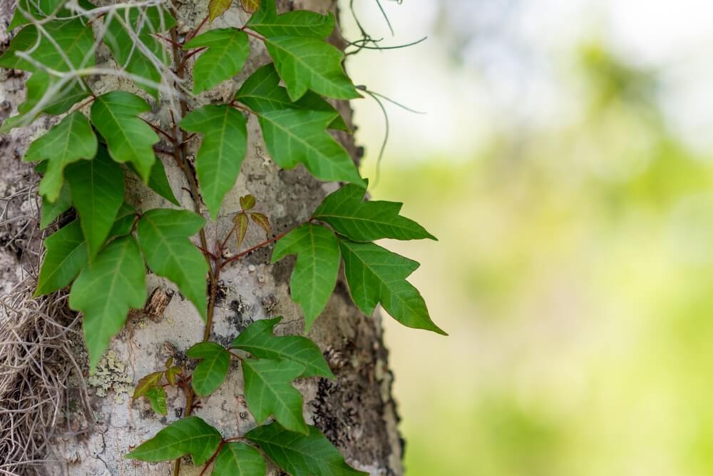 poison ivy on skin