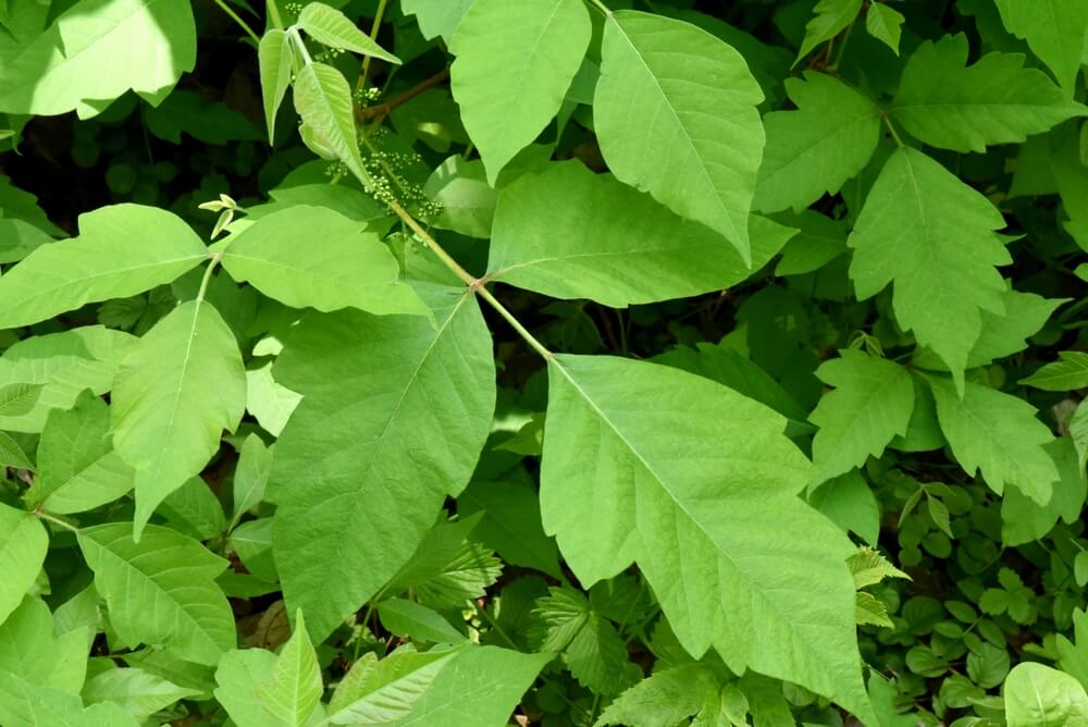 poison ivy plant