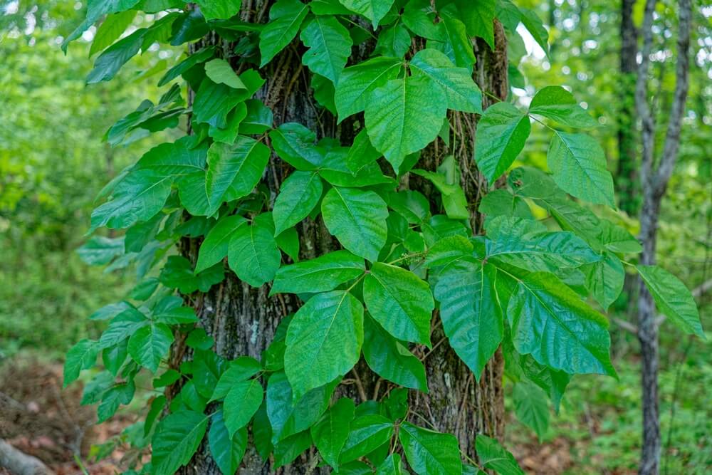 what does poison oak look like