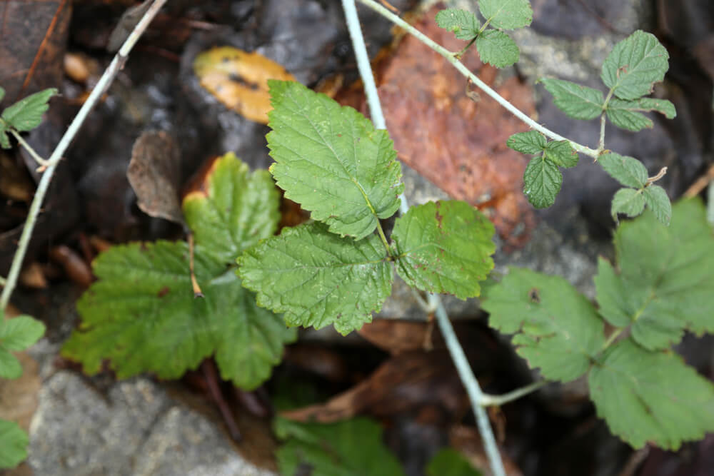 what does poison ivy look like