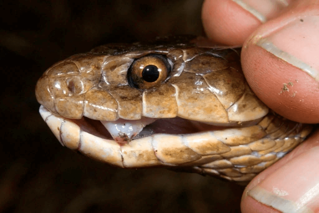 самая опасная змея в мире